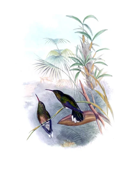 Illustration Eines Kolibris Altes Bild — Stockfoto