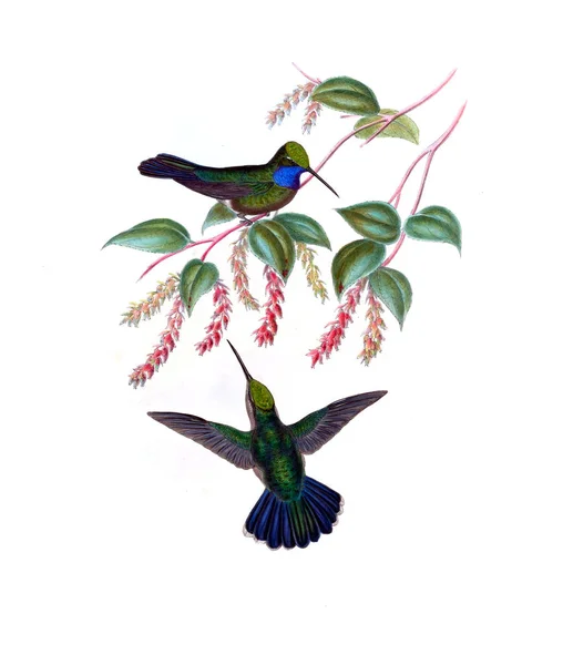 Illustrazione Colibrì Vecchia Immagine — Foto Stock