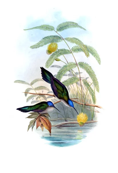 Illustrazione Colibrì Vecchia Immagine — Foto Stock