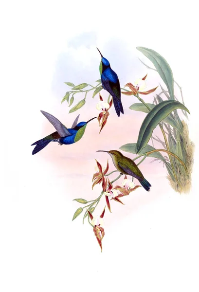 Illustrazione Colibrì Vecchia Immagine — Foto Stock