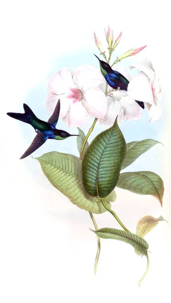 Illustrazione Colibrì Vecchia Immagine — Foto Stock