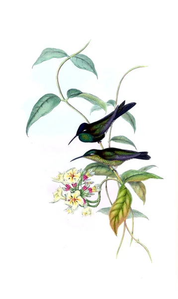 Illustrazione Colibrì Vecchia Immagine — Foto Stock