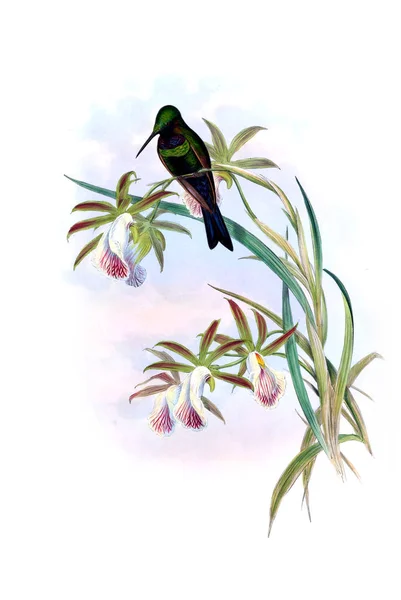 Illustrazione Colibrì Vecchia Immagine — Foto Stock