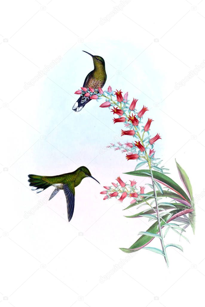 Illustration of a Hummingbird. Old image