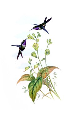 Sinek kuşu Illustration. Eski resim