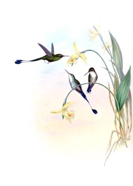 Sinek kuşu Illustration. Eski resim