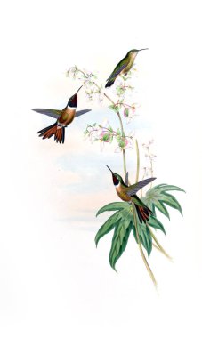 Sinek kuşu Illustration. Eski resim