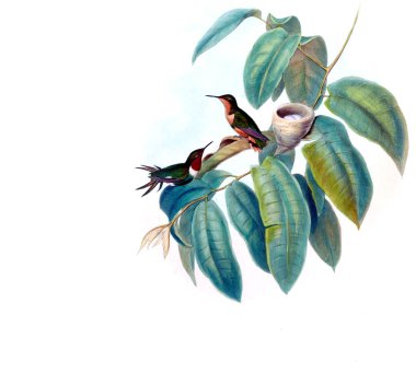 Sinek kuşu Illustration. Eski resim