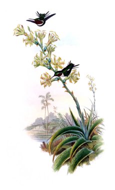 Sinek kuşu Illustration. Eski resim