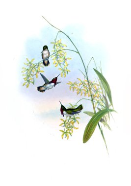 Sinek kuşu Illustration. Eski resim