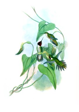 Sinek kuşu Illustration. Eski resim
