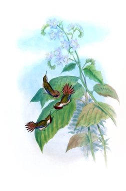 Sinek kuşu Illustration. Eski resim