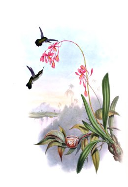 Sinek kuşu Illustration. Eski resim