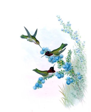 Sinek kuşu Illustration. Eski resim