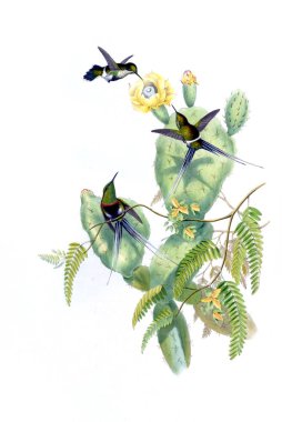 Sinek kuşu Illustration. Eski resim