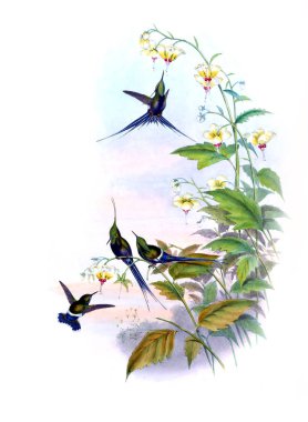 Sinek kuşu Illustration. Eski resim