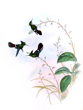 Sinek kuşu Illustration. Eski resim