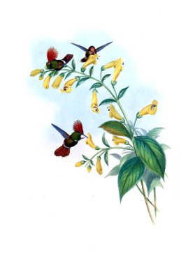 Sinek kuşu Illustration. Eski resim