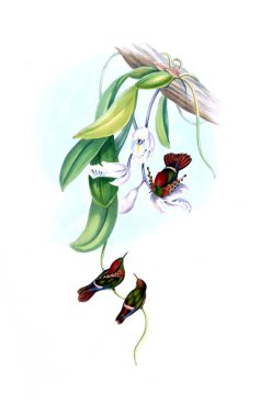 Sinek kuşu Illustration. Eski resim