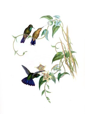 Sinek kuşu Illustration. Eski resim