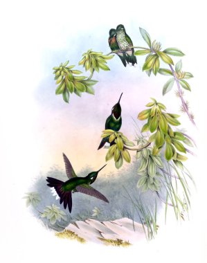 Sinek kuşu Illustration. Eski resim