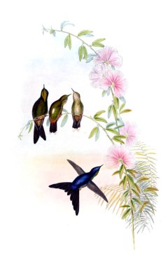 Sinek kuşu Illustration. Eski resim