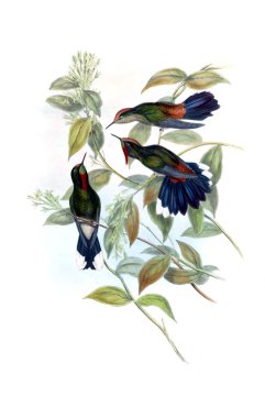 Sinek kuşu Illustration. Eski resim