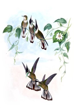 Sinek kuşu Illustration. Eski resim