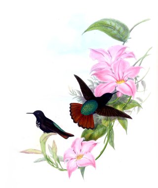 Sinek kuşu Illustration. Eski resim