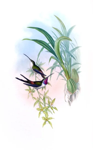 Illustrazione Colibrì Vecchia Immagine — Foto Stock