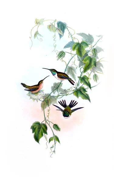 Illustrazione Colibrì Vecchia Immagine — Foto Stock