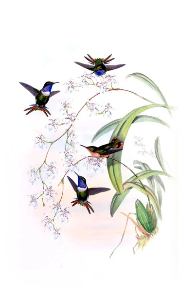 Ilustración Colibrí Imagen Antigua — Foto de Stock