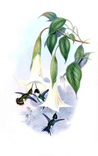 Illustrazione Colibrì Vecchia Immagine — Foto Stock