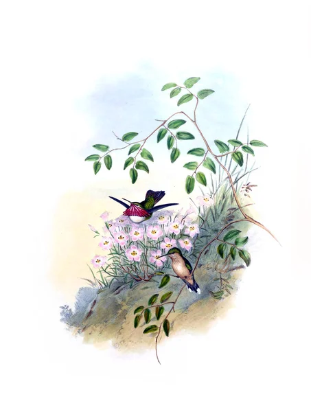 Illustrazione Colibrì Vecchia Immagine — Foto Stock