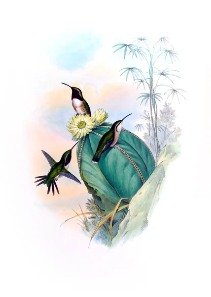 Illustrazione Colibrì Vecchia Immagine — Foto Stock