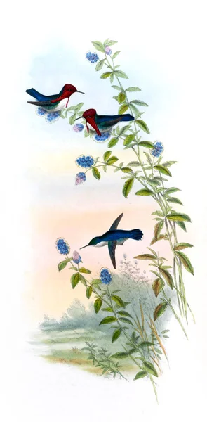 Illustrazione Colibrì Vecchia Immagine — Foto Stock