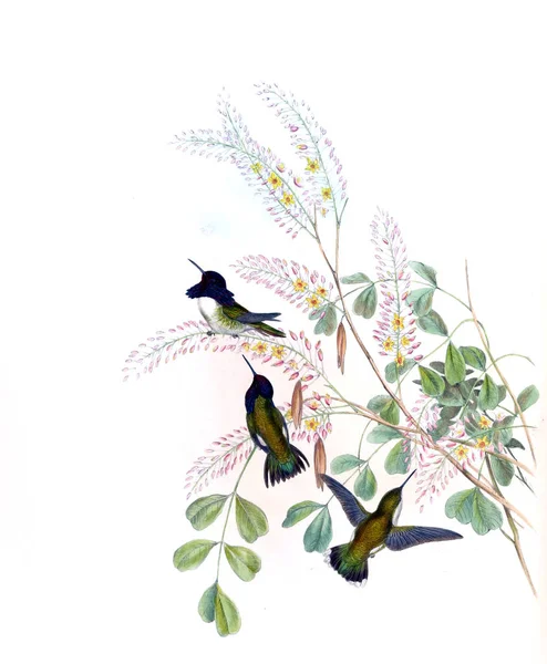 Illustrazione Colibrì Vecchia Immagine — Foto Stock