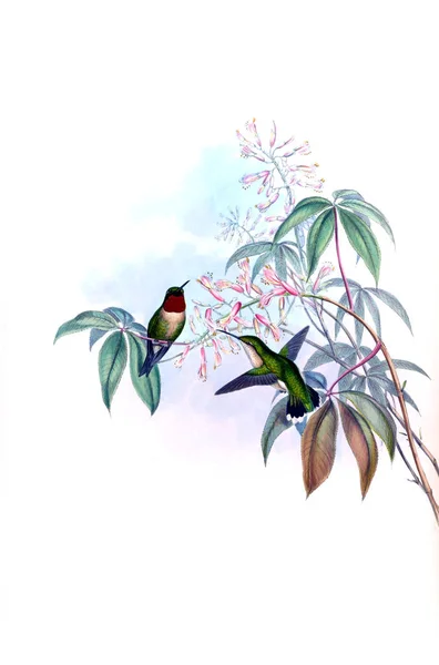 Illustrazione Colibrì Vecchia Immagine — Foto Stock