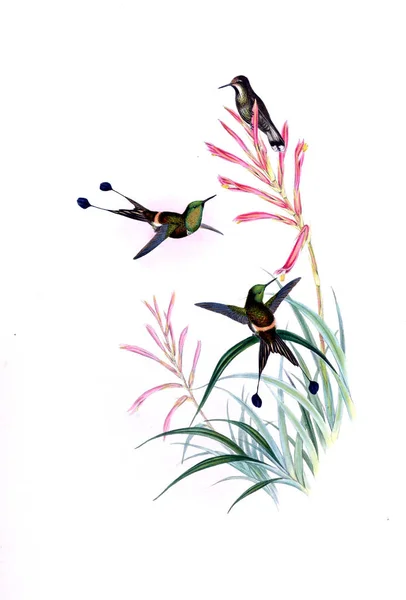 Ilustración Colibrí Imagen Antigua — Foto de Stock