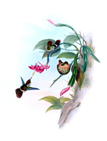 Sinek Kuşu Illustration Eski Resim — Stok fotoğraf
