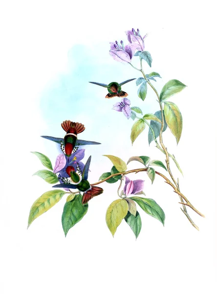 Illustrazione Colibrì Vecchia Immagine — Foto Stock