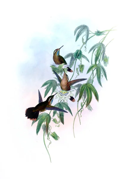 Kuva Kolibrista Vanha Kuva — kuvapankkivalokuva