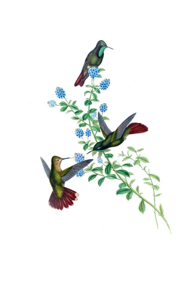 Illustration Hummingbird Old Image — Stock Photo, Image