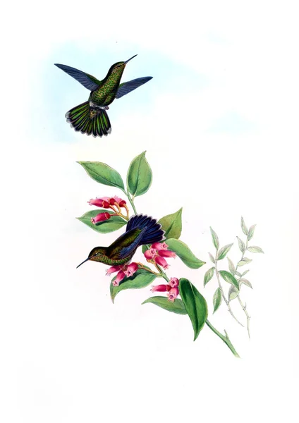 Illustrazione Colibrì Vecchia Immagine — Foto Stock