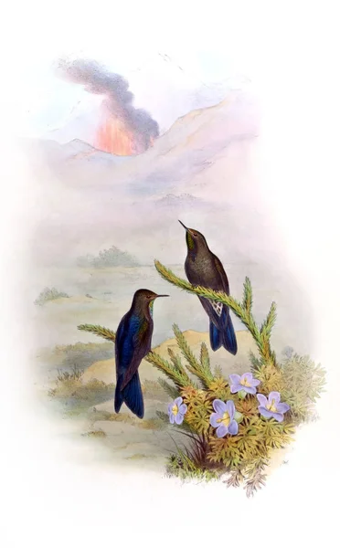 Illustration Eines Kolibris Altes Bild — Stockfoto