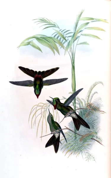 Illustrazione Colibrì Vecchia Immagine — Foto Stock