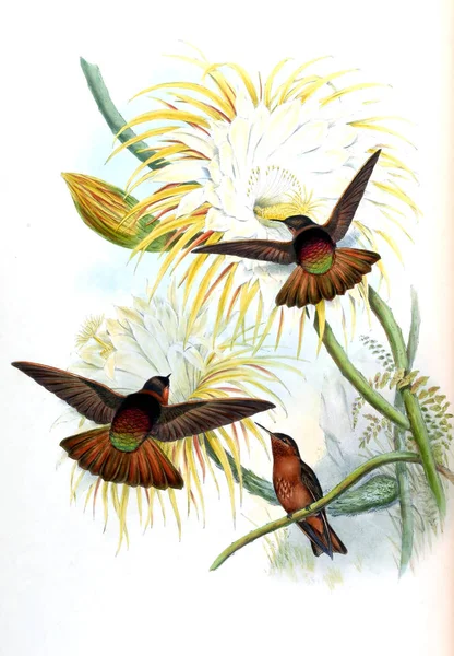 Illustrazione Colibrì Vecchia Immagine — Foto Stock