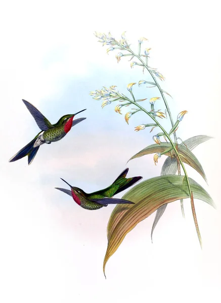 Illustration Hummingbird Old Image — Stock Photo, Image