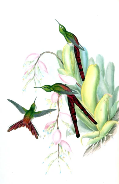 Illustrazione Colibrì Vecchia Immagine — Foto Stock