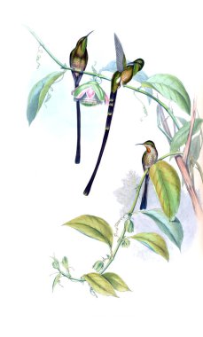 Sinek kuşu Illustration. Eski resim